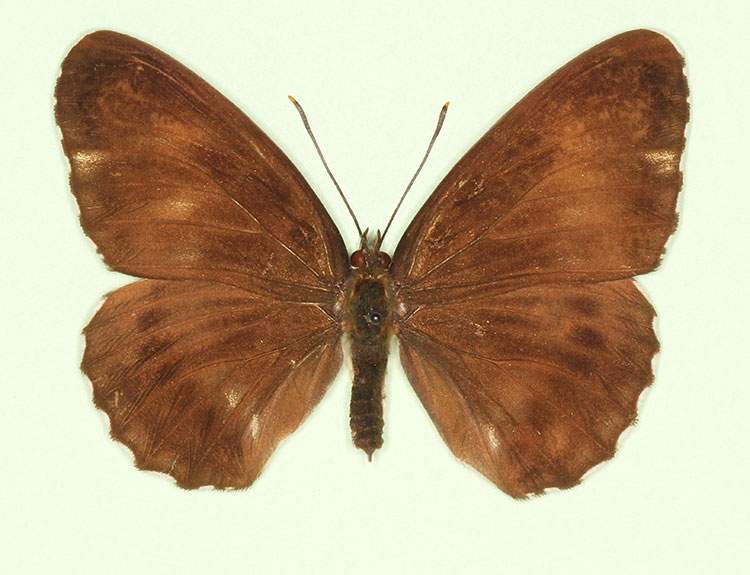 Limenitis camilla female (aberrant form nigrina) (Internet Image property of respective owner, non-commercial use only)
